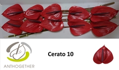 Anth A Cerato 15cm Ø