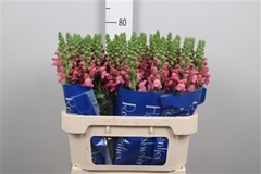 Antir Avignon Rose 75cm