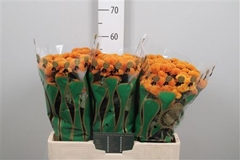 Chr S Pluto 55cm