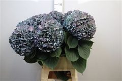 Hydr Ma Pimpernel Cl 100cm 25cm Ø