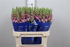 Antir Opus Lavender 75cm