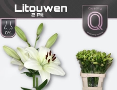 Li La Litouwen 80cm 20+