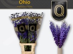 Delph El Delp Ohio 100cm 23