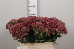 Sedum Mr Goodbud 60cm