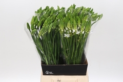Ornit Thyrsoides 60cm