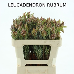 Leucad Other 50cm