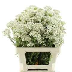 Ozoth Cooks Snow Whi 60cm