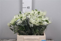 Echi Virgin 40cm