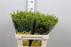 Soli Carzan Glory 80cm 50gram