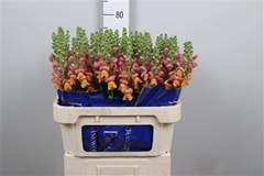 Antir Antibes Orange 75cm
