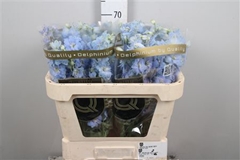 Delph El Dewi Boy 70cm 23
