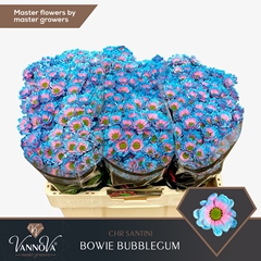 Chr S Aaa Bow Klb H% 55cm 110g