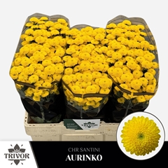 Chr San Aaa Aurinko 55cm 900g