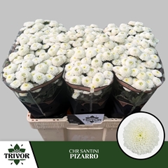 Chr San Pizarro 55cm 900g