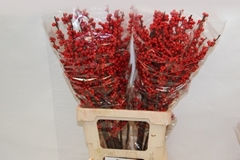 Ilex Vert (RODE Bes) 70cm