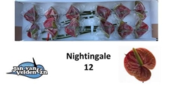 Anth A Nightingale 60cm