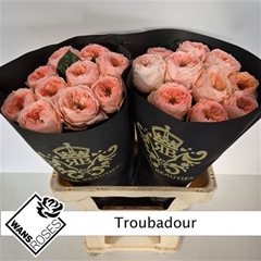 R Gr Troubadour 60cm 4cm