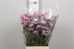 Lim S Fantasia Wings 75cm 22gram