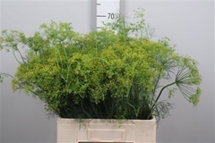 Anethum Graveolens 60cm