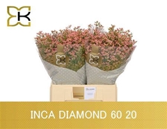 Lim Sin Inca Diamond 60cm 20gram