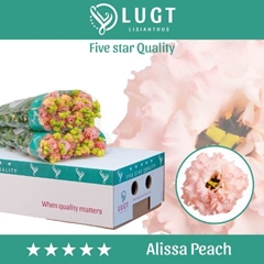 Eus G Alissa Peach 70cm
