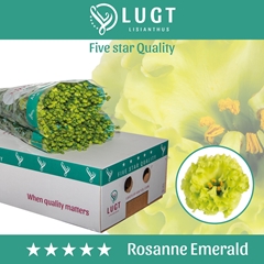 Eus G Rosan Emerald 70cm