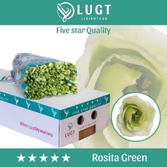 Eust G Rosita Green 70cm