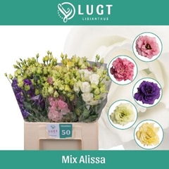 Eus G Alissa Gem Fst 65cm
