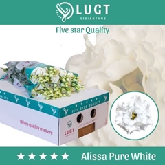 Eus G Alissa Pur Whi 70cm