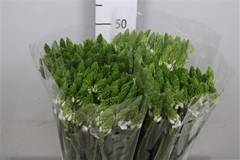 Ornit Thyrsoides 55cm