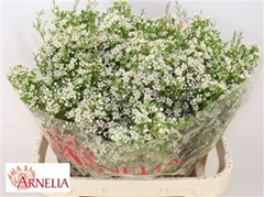 Chame Un Pearl Butto 80cm 70gram 24