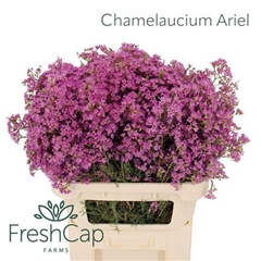 Chame Un Ariel 80cm 75gram 34