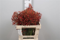 Rosa Plenty 55cm