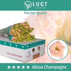 Eust G Alissa Champ 70cm