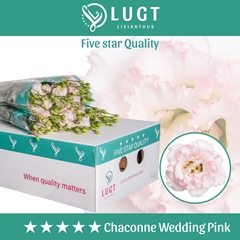 Eus G Chac Wed Pink 70cm