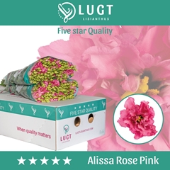 Eust G Alissa Rose Pi 70cm