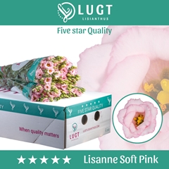 Eus G Lis Soft Pink 70cm