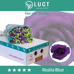 Eust G Rosita Blue 70cm