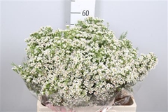 Chame Un Pearl Butto 60cm 55gram 24