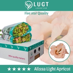 Eust G Alissa Light Apric 70cm