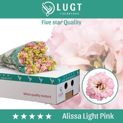 Eus G Alissa Ligh Pi 70cm