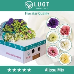 Eus G Alissa Gem Fst 70cm