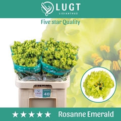 Eus G Rosan Emerald 70cm