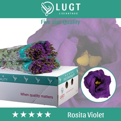 Eus G Rosita Violet 70cm