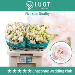 Eus G Chac Wed Pink 70cm