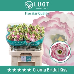 Eus G Croma Brid Kis 70cm