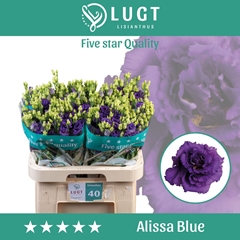 Eust G Alissa Blue 70cm