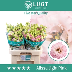 Eus G Alissa Ligh Pi 70cm