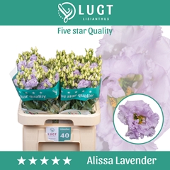Eus G Alissa Lavende 70cm