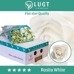 Eust G Rosita White 70cm